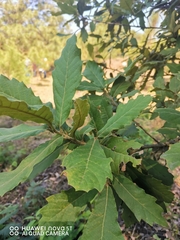 Quercus