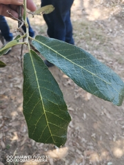 Quercus