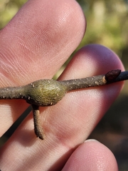Zapatella quercusmedullae