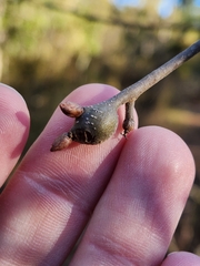 Zapatella quercusmedullae