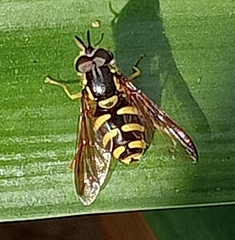 Chrysotoxum intermedium