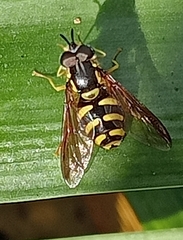 Chrysotoxum intermedium