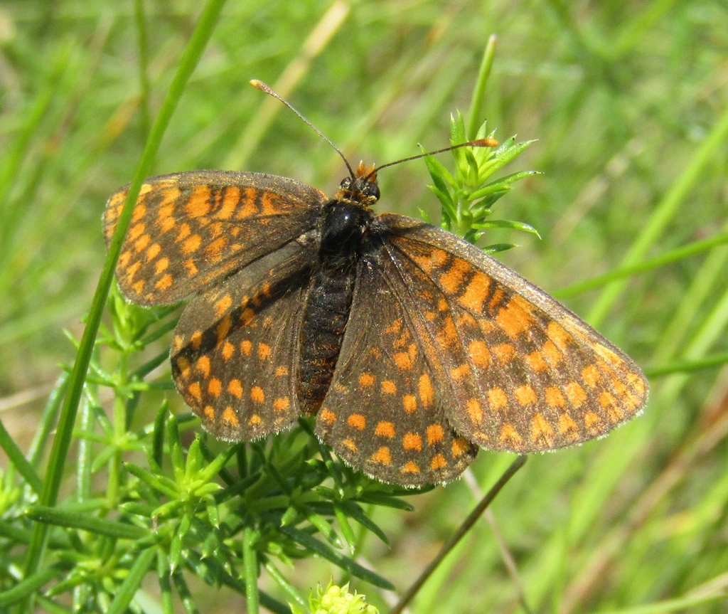 Melitaea from Лисянський район, Черкаська область, Україна on July 9 ...