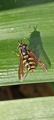 Chrysotoxum intermedium