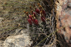 Eriosyce curvispina