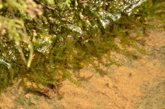 Chiloscyphus polyanthos