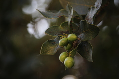 Citronella mucronata