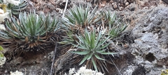 Agave filifera