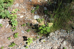 Spiraea betulifolia
