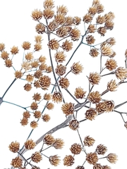 Achillea millefolium borealis