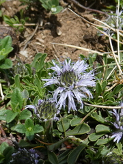 Globularia cordifolia