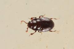 Plegaderus dissectus