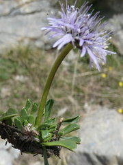 Globularia cordifolia