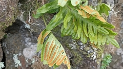 Polypodium macaronesicum azoricum