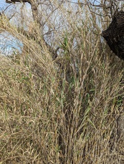 Arundo donax