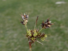 Luzula campestris