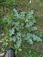 Silybum marianum