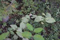 Arnica cordifolia