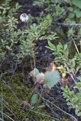 Arnica cordifolia