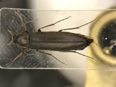 Serropalpus coxalis