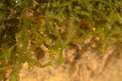 Chiloscyphus polyanthos