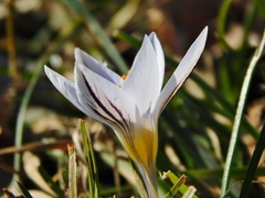 Crocus biflorus