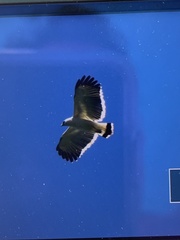 Pseudastur albicollis