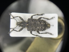 Ithycerus noveboracensis