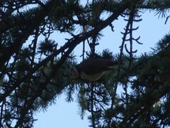 Lophophanes cristatus