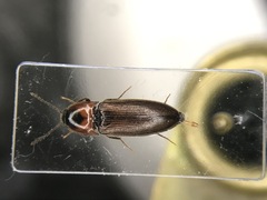 Ampedus rubricus