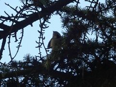 Lophophanes cristatus