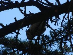 Lophophanes cristatus