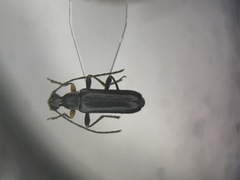 Grammoptera haematites