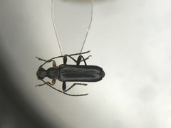 Grammoptera haematites