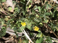 Medicago minima