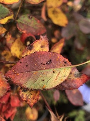 Phragmidium violaceum