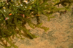 Chiloscyphus polyanthos