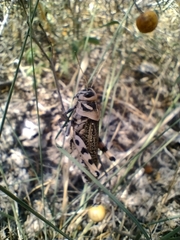 Diponthus argentinus