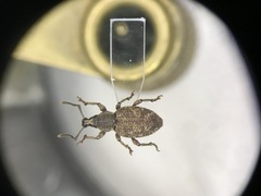 Otiorhynchus singularis