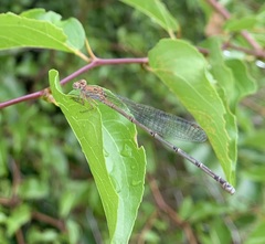 Pseudagrion sublacteum