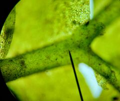 Chiloscyphus polyanthos