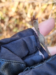 Zapatella quercusphellos