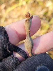 Zapatella quercusphellos