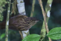 Syndactyla subalaris