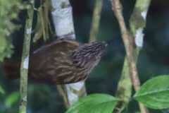 Syndactyla subalaris