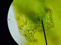 Chiloscyphus polyanthos