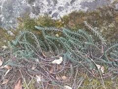 Petrosedum rupestre