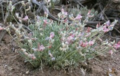 Astragalus calycosus calycosus