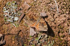 Epirrhoe plebeculata