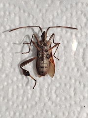 Leptoglossus jacquelinae